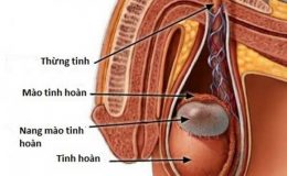 nhung-anh-huong-cua-viem-tinh-hoan-la-gi