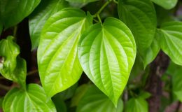 tri-ngua-vung-kin-bang-la-trau-khong-co-thuc-su-hieu-qua-khong