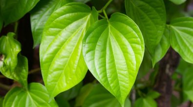 tri-ngua-vung-kin-bang-la-trau-khong-co-thuc-su-hieu-qua-khong